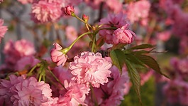 李屬,粉紅色,開(kāi)花