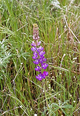 野生,花,wildfower
