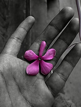 花,黑色和白色,oilpain