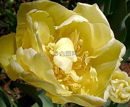 郁金香,開花,花
