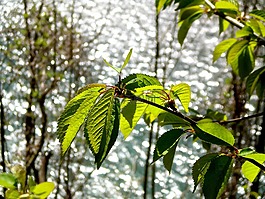 叶子,发动机,绿色