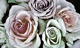 玫瑰,花,花的