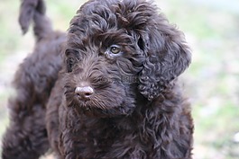 labradoodle,狗,竞赛
