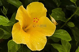花,黃,鮮花