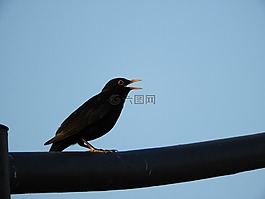 鳥,城市,黑鳥