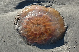 消防員,海蜇,夏