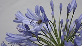 花,蜜蜂,自然