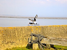 鳥(niǎo),鳥(niǎo)類,北海