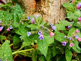 lungwort,春天,园林植物