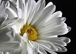 雛菊,花,白