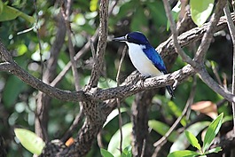 翠鳥,鳥,性質(zhì)