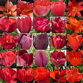 花,郁金香,紅色