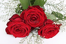 玫瑰,紅色,花