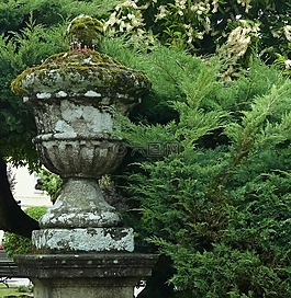 花瓶,公园,针叶树