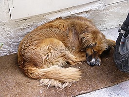 狗,午休,睡眠