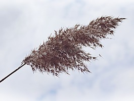 蘆葦,云,天空