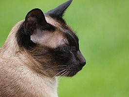 迷人的,在尋找,動物