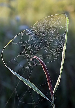 蜘蛛網(wǎng),清晨的陽光,蘆葦