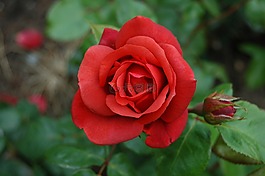 玫瑰,紅色,花