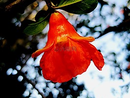 花,石榴,橙色