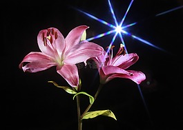 百合,花,粉紅色