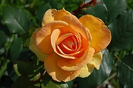 玫瑰,黃色,花
