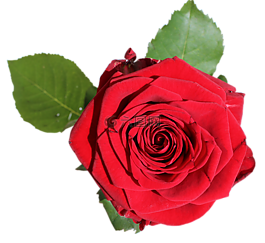 玫瑰,孤立,開(kāi)花