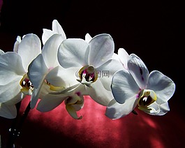 白色蘭花,白花,機(jī)房設(shè)備廠