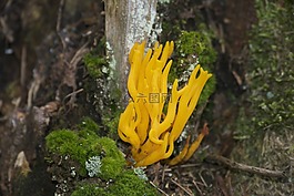 黃色,蘑菇,森林