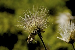 草地,秋季,褪色