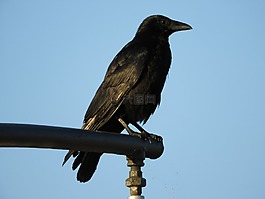 烏鴉,鳥,城市