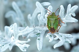 綠色 stinkwanze,昆蟲,性質(zhì)