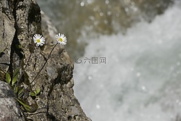 鮮花,山花兒,過獨身生活