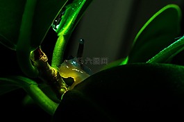 蝸牛,綠色,熒光