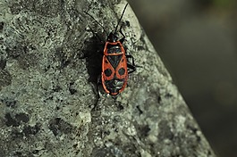 史密斯无翅,甲虫,昆虫