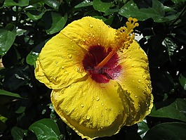槿,花,雄蕊