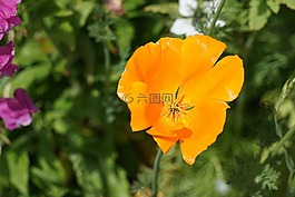罌粟,花,植物區(qū)系
