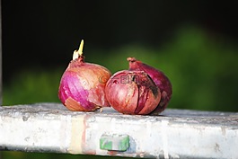 蔥,蔬菜,食品