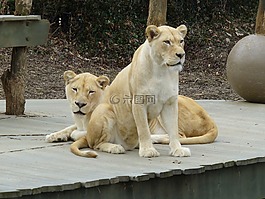 白色的母獅,動物園,母獅