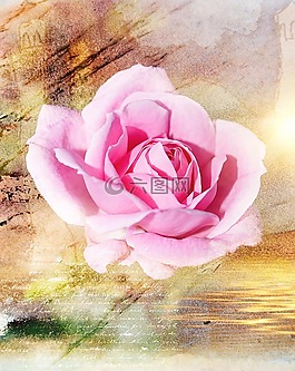 玫瑰,開(kāi)花,花