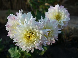 大丽花,花,白