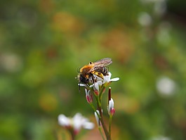 蜜蜂,開花,昆蟲
