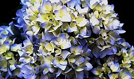 flowerhead,小花,绣球