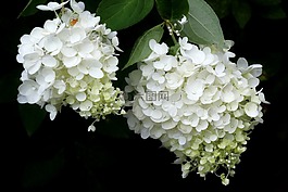 植物,大自然,森林