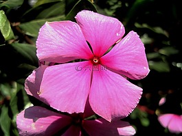 粉红色,花,长春