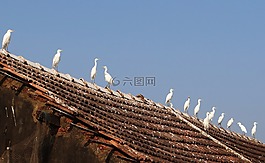 小白鷺,鳥,白鷺