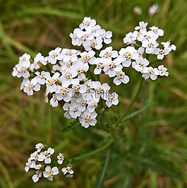 森林,花,野花