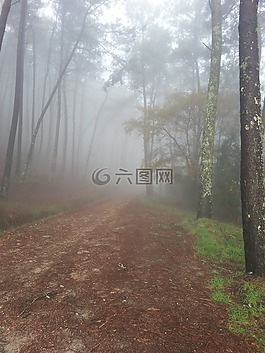 雾,冬天,森林
