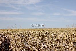字段,谷物,性質(zhì)