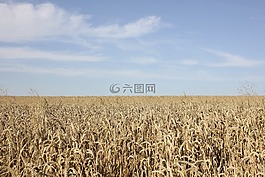 字段,谷物,性質(zhì)